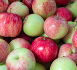 תפוח עץ: לא רק בראש השנה-תמונה